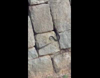 Two snakes crawls inside the brick wall