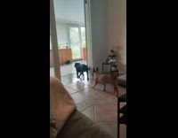 Dog run and bump into glass door