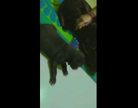 Brown dog yellow collar barks at puppy 