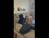 Two cats playing patty cake