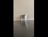 Fluffy Cat Gets Scared and Runs into Fireplace 