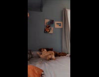 Slow motion wrappers thrown at cat on bed