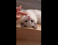 Cat loves chin and head scratches