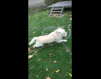 Dog on leash run around owner backyard