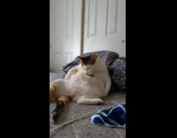 Cat sits like human licks its belly