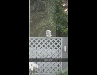 Collab Clips mpugc - Pigeon jumps on another pigeon on fence