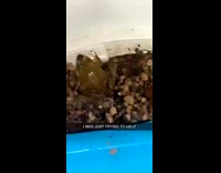 Collab BitchMP - Frog screams after girl tries to lift it with blue dust pan