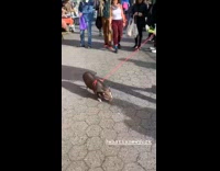 Man walks gray pig on leash in farmers market