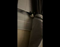 Pet cat stare and look behind the cat on the blinds
