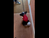 Dog pulled by woman hates rain outside