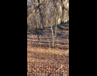 Submitter shows coyote roams at the park