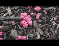 Guy uses stick to pop pink bubbles 