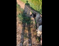 Dog carrying a whole corn plant