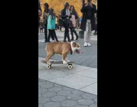 Dog rides skateboard 