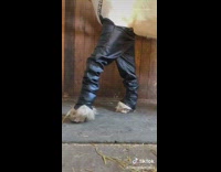 Brown white horse wig black pants sunglasses 