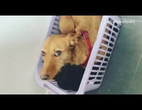 Brown dog red harness white laundry basket 