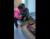 Little girl puts hand through cage to feed rabbit 