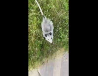 Small baby possum on grass jumps at woman