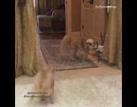 brown dog running back and forth multiple times 