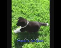 montage of black dog running around different places 