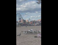 Seagulls gather around cheetos 