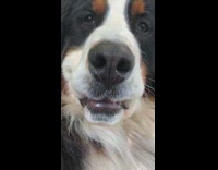 Large dog lips get stuck on teeth