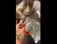 Woman caught puppy eating her cheetos