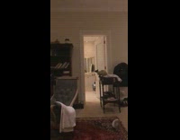 Cat jumps from table onto bookcase bookshelf 