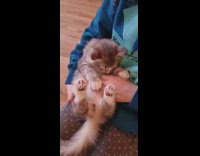 Kid holds kitten and rubs its belly
