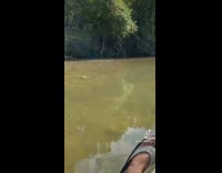 Guy encounters llama on side of river