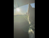 White husky looks outside car window