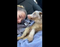 Collab BitchMP - Woman takes her rescued dog home 