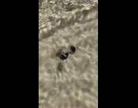 Three small crabs fight over shell beach