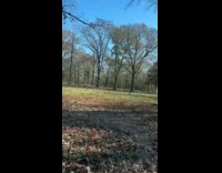 Flock of birds at small forest 