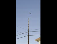 Two birds take turns on the top of the wooden pole