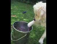 Collab Pets For All - Dog knocks over metal bucket water grass 