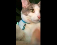 Cat Stares then Moves Prompted Phone Camera