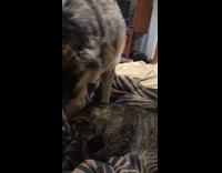 white dog licking grey cat while on bed