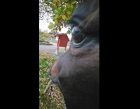 Collab Clips MPUGC - Submitter films from horse side near eyes