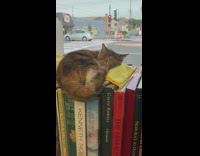 Cat inside of bookstore sleeping on yellow towel near window