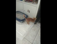 Orange kitten plays with ball 