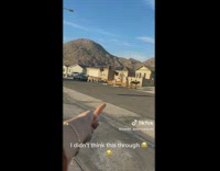 Woman feeds donkeys on street from inside car 