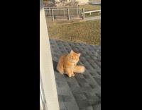 Woman found cat chilling on roof 