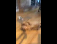 Dog sit owner roll paw reach ball