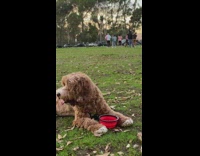 Dog drinks water red bowl park