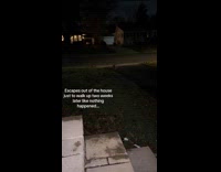 Cat in dark returns home 