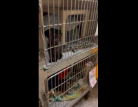 Kitten meows strangely at submitter at shelter 