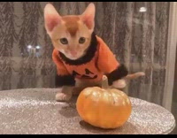 Brown kitten orange sweater pumpkin decoration table