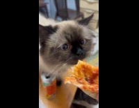 Submitter films cat loves to eat pizza