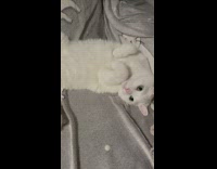 Collab PLC - Bored White Cat Laid on Bed Grabs Camera